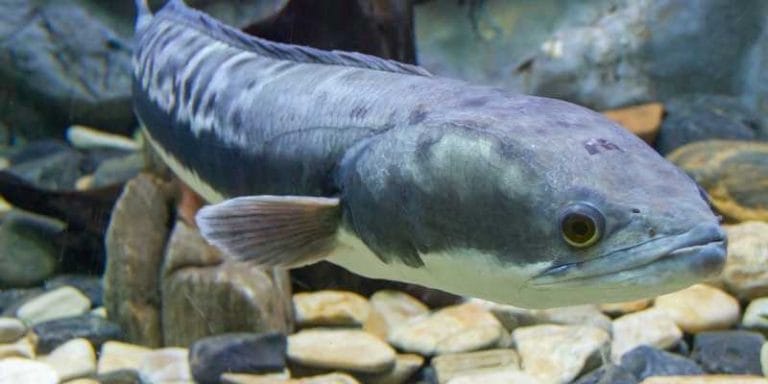 Dreaming about catching a big snakehead fish, what number should you bet on – Dream Interpretation